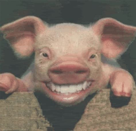 Smiling Pig GIFs | Tenor