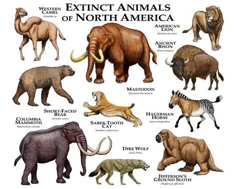 timeline of north american megafauna | 25+ best ideas about Prehistoric ...