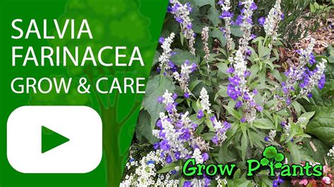 Salvia farinacea - grow & care (Mealycup sage) - YouTube