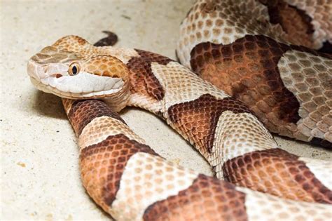 Discover Copperhead Snake Bite - Animals Around The Globe