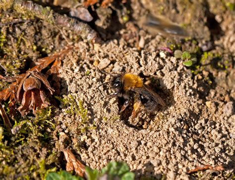 How To Get Rid Of Ground Bees In Your Lawn - Lawn Phix