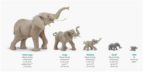 Elephant Life Cycle Chart, HD Png Download - kindpng