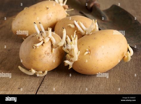 Sprouting seed potatoes ready for planting Stock Photo - Alamy