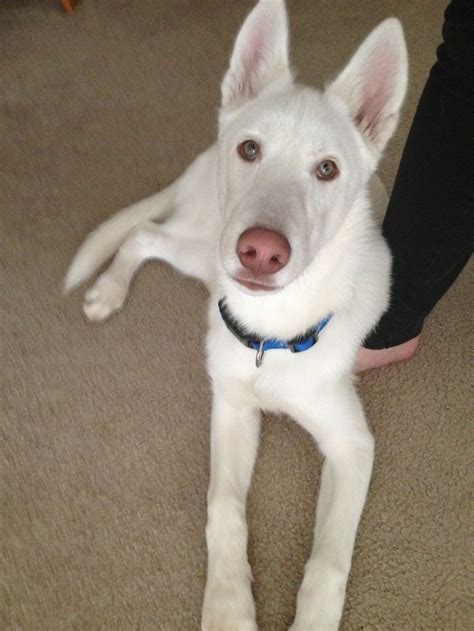 White German Shepherd Mixed With Husky | White husky, White shepherd ...