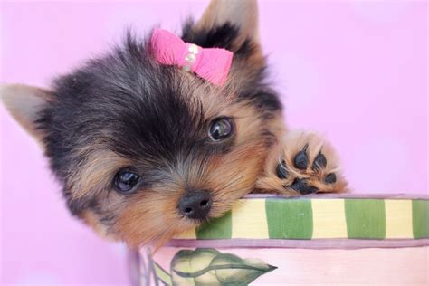 Teacup Yorkie