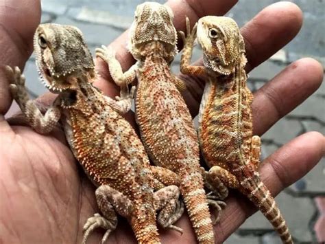 Baby Bearded Dragon Care: Guide from Tank Setup to Diet | Being Reptiles