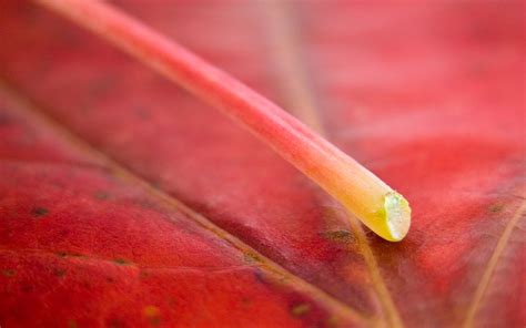 macro, leaf, veins Wallpaper, HD Nature 4K Wallpapers, Images and ...