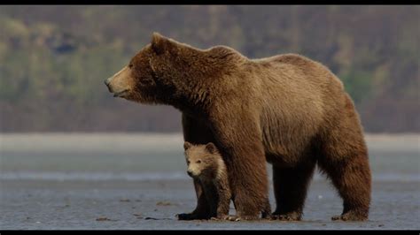 Disneynature's Bears - Official Trailer - YouTube