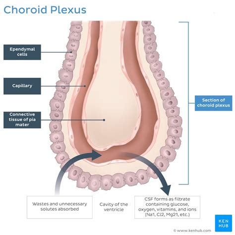 Choroid plexus: Anatomy, histology and clinical aspects | Kenhub