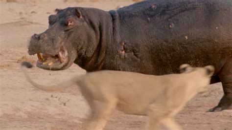 Hippo vs Lion Clan | Natural World | BBC Earth - YouTube