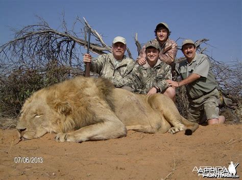 Lion with Savanna Hunting Safari's | AfricaHunting.com