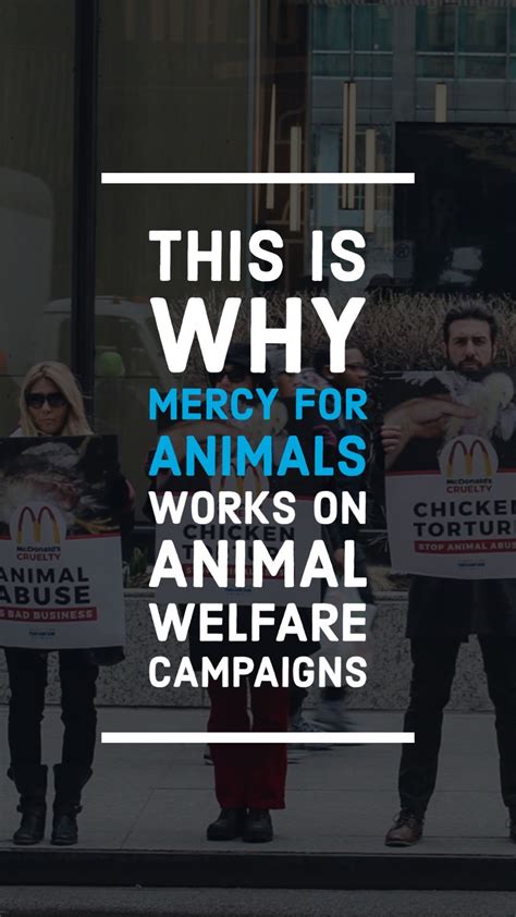 This Is Why Mercy For Animals Works on Animal Welfare Campaigns - Mercy ...