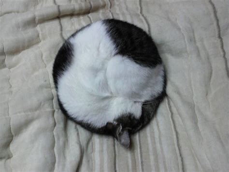 Cute Cat Monday: A Symphony of Round