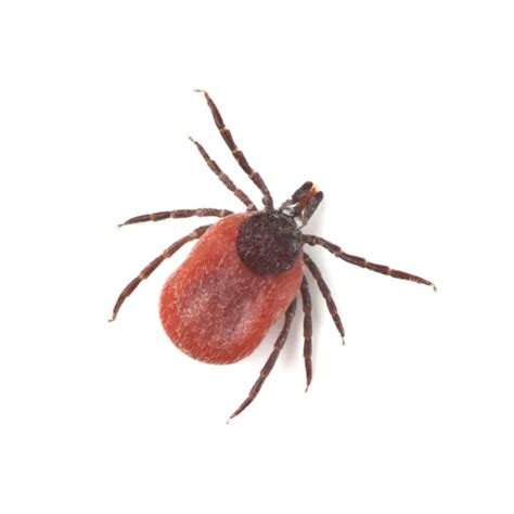 Deer Tick Identification & Habits | Ticks in Central & Eastern Virginia