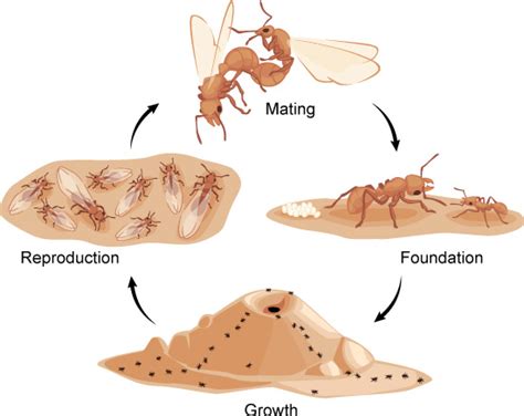 Ant Colonies