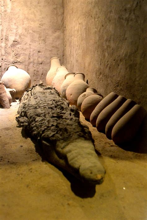 An Ultimate Guide to the Kom Ombo Crocodile Museum