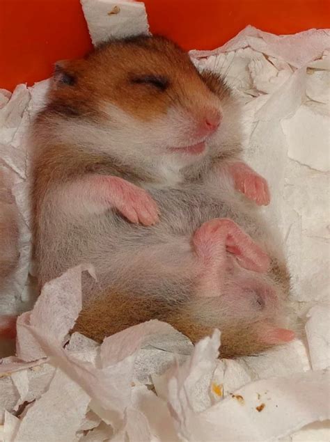 Sleeping baby Diy Pet, Hamster Habitat, Baby Hamster, Syrian Hamster ...