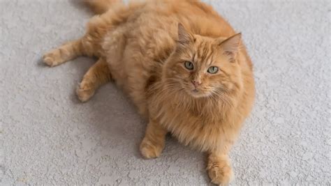 Most Popular Orange Cat Breeds ( 9 Orange Cats )