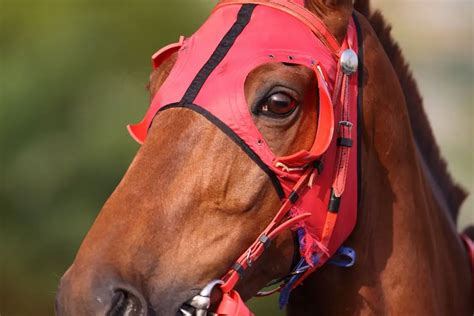 The Surprising Benefits of Horse Blinders: Uncovering the Reason Behind ...