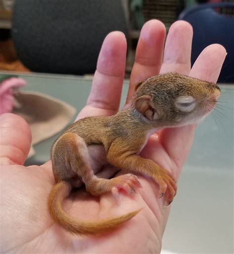 I FOUND A BABY...! — Philadelphia Metro Wildlife Center