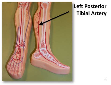 Posterior Tibial Artery