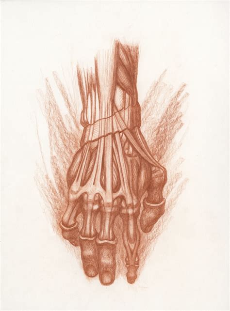 Hand Anatomy Drawing at PaintingValley.com | Explore collection of Hand ...