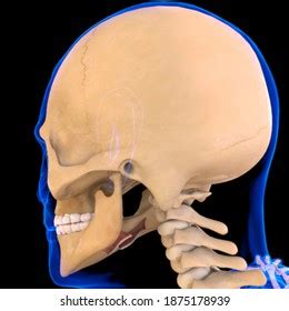 Hyoglossus Muscle Anatomy Medical Concept 3d Stock Illustration ...