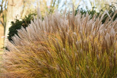 How To Care For Ornamental Grasses In The Fall - To Cut Or Not To Cut!