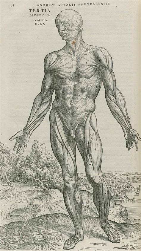 Dream Anatomy: Gallery: Andreas Vesalius: De Humani Corporis Fabrica...