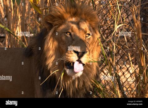 Large male lion eating grass hi-res stock photography and images - Alamy