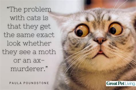 21 Funny Cat Quotes to Tickle Your Whiskers - Great Pet Living