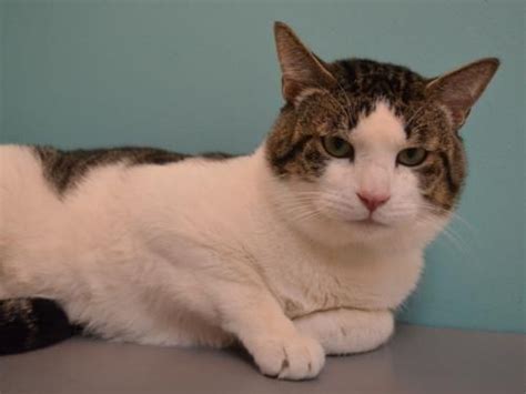 Lucas - Oregon Humane Society | Humane society, Animals, Older cats