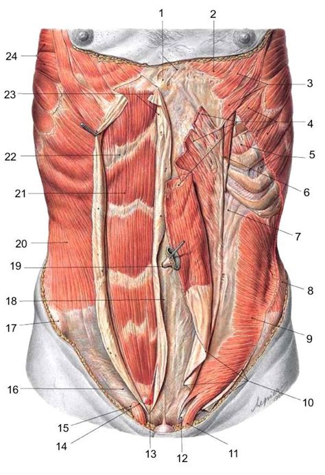 Human Abdomen Anatomy Male : Abdomen Quadrants Abdominal Quadrant Upper ...