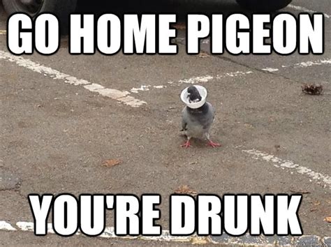 DRUNK PIGEON memes | quickmeme