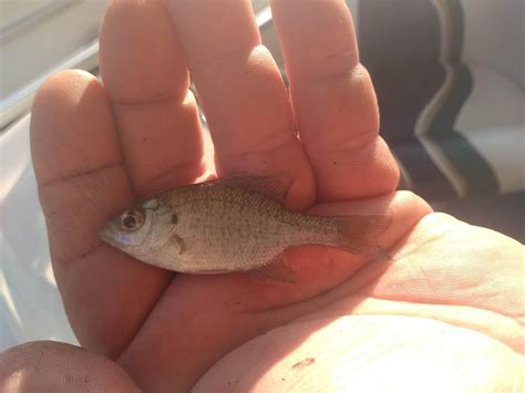 This baby Bluegill my dad caught in Gun Lake, MI Saturday July 25. He ...