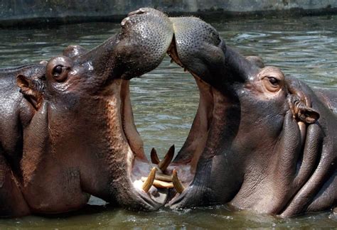 Hippos! (With images) | Animals kissing, Animal tracks, Hippopotamus