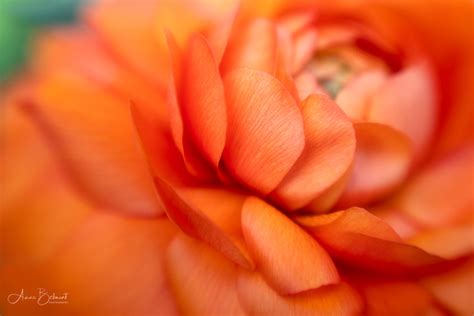 ANNE BELMONT PHOTOGRAPHY | Flowers of Many Colors | Persian Buttercup