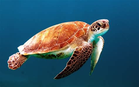 Free Images : underwater, swim, sea turtle, reptile, fauna, marine life ...