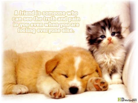 40 Cute and Funny Animal Quotes