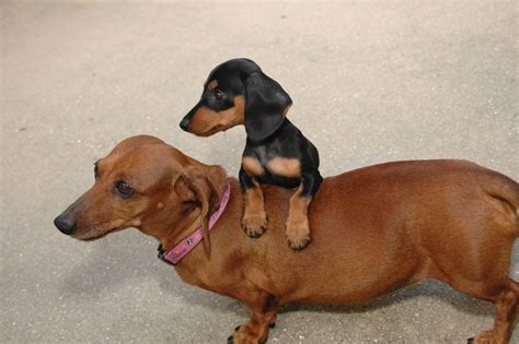 Average Weight For A Miniature Dachshund: Size, Weight Chart And Obesity