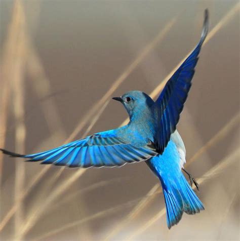 Flying Blue Bird Logo