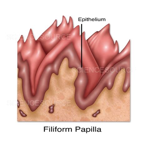 Photograph | Filiform Papillae, Illustration | Science Source Images