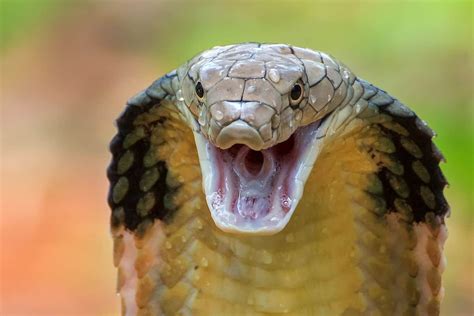 19 Interesting Facts About King Cobras - Wildlife Informer