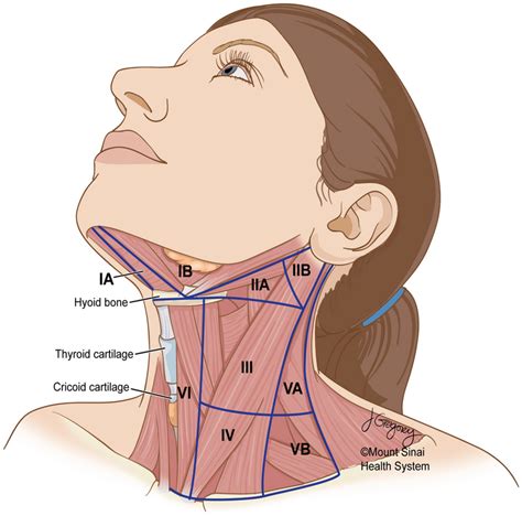 The location of cervical lymph nodes in the neck follows a system that ...