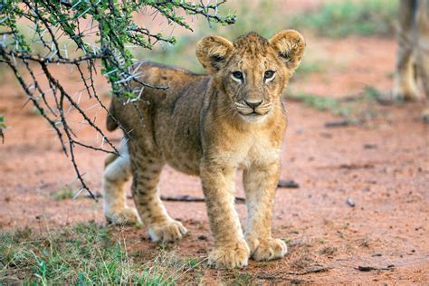 The Perilous Life of Male Lions - Lion Recovery Fund