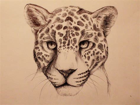 Jaguar Animal Drawing at PaintingValley.com | Explore collection of ...