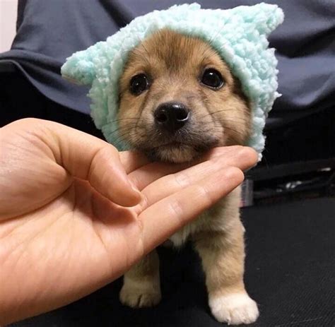 Small hat : r/aww