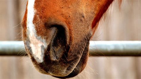 Horse Nose Bleeds (Equine Epistaxis): How to Treat - Equineigh