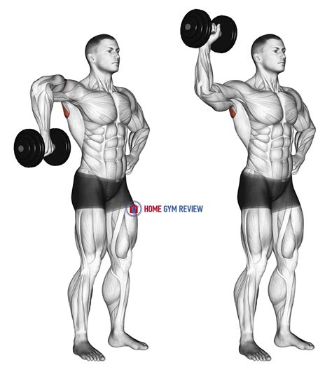 Dumbbell Upright Shoulder External Rotation - Home Gym Review