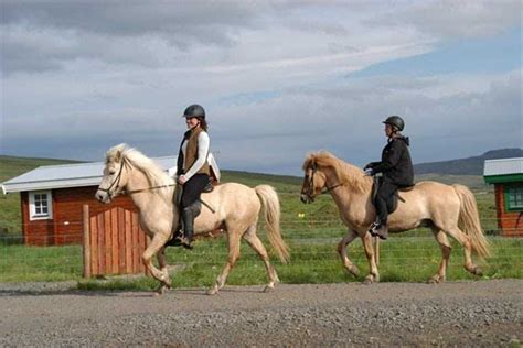 Lytingsstaðir Icelandic Horse Farm - Icelandictimes.com